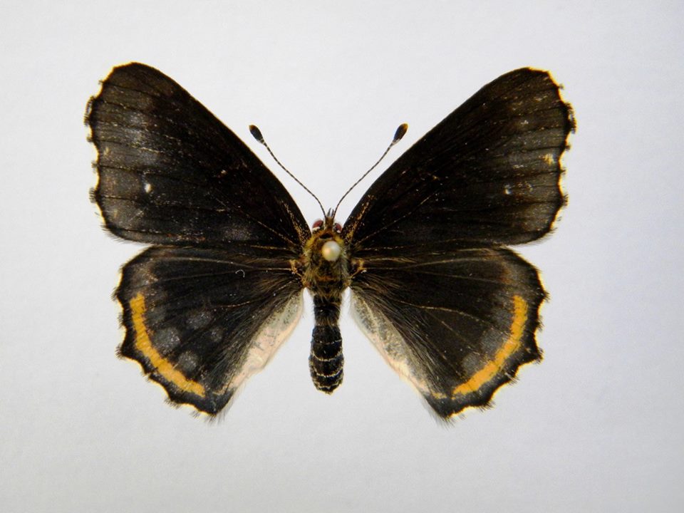 Araschnia levana (Cold Shock Aberant) 1 (Internet Image property of respective owner, non-commercial use only)